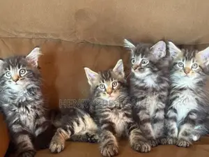 1-3 months Female Purebred Maine Coon