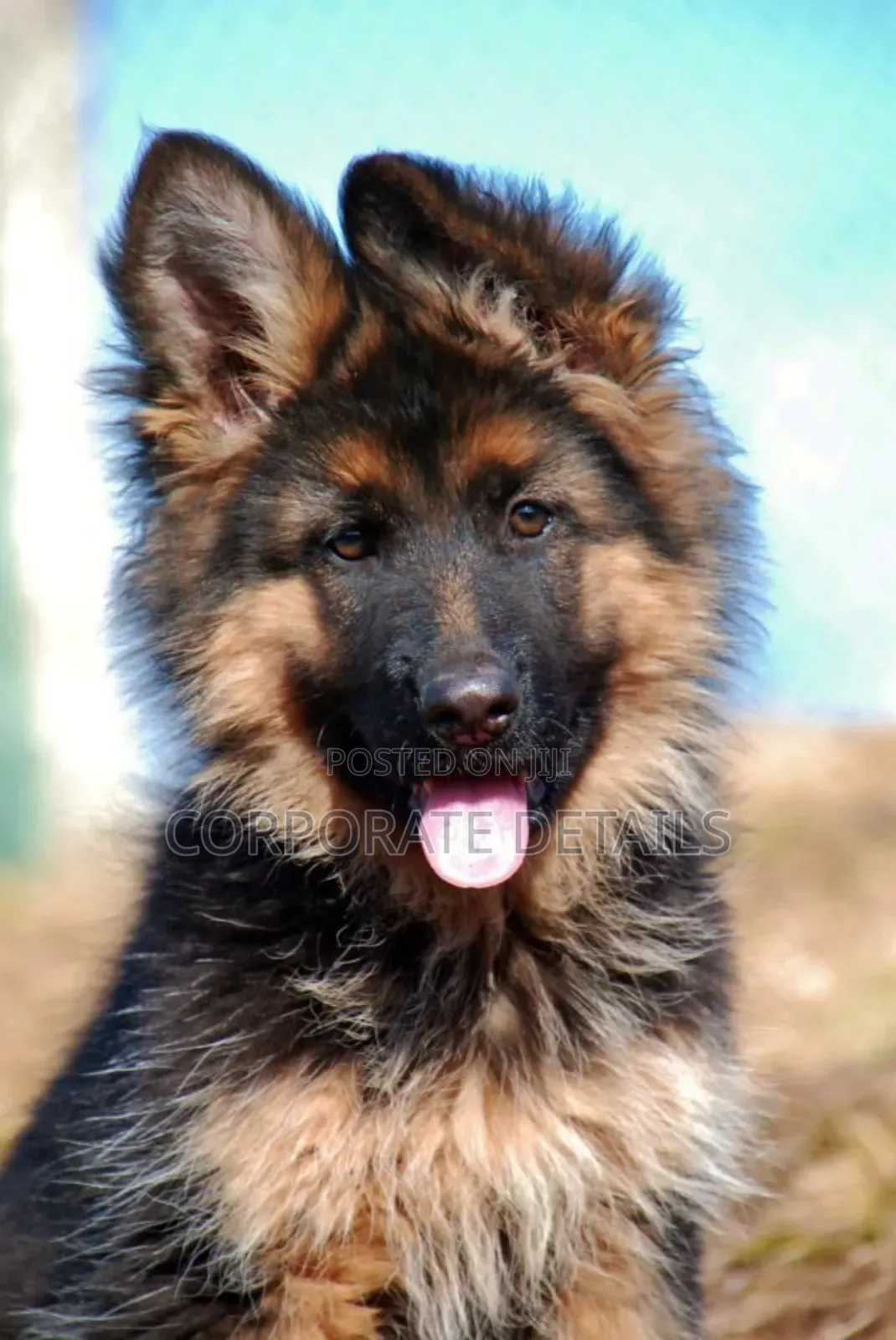 1-3 months Female Purebred German Shepherd