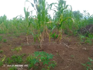 1 Plot of Land for Sale at Pakyi, Abom