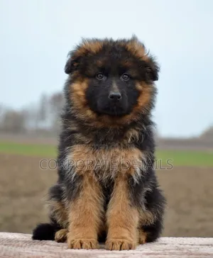 1-3 months Male Purebred German Shepherd