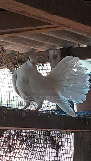 Fantailed Dove