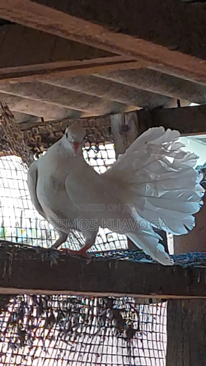Fantailed Dove