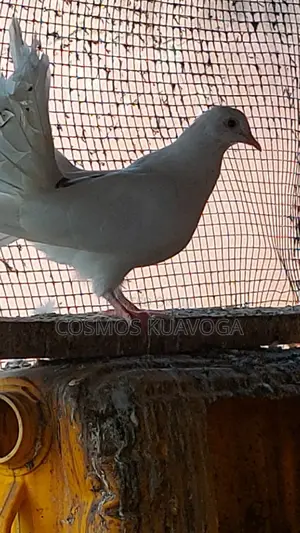 Fantailed Dove
