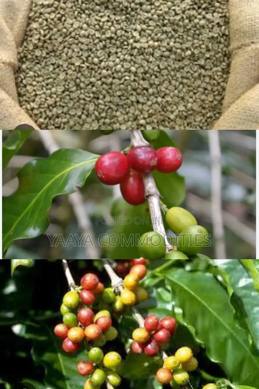 Coffee Beans (Unhulled)