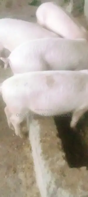 Obuoba Y.P Farms