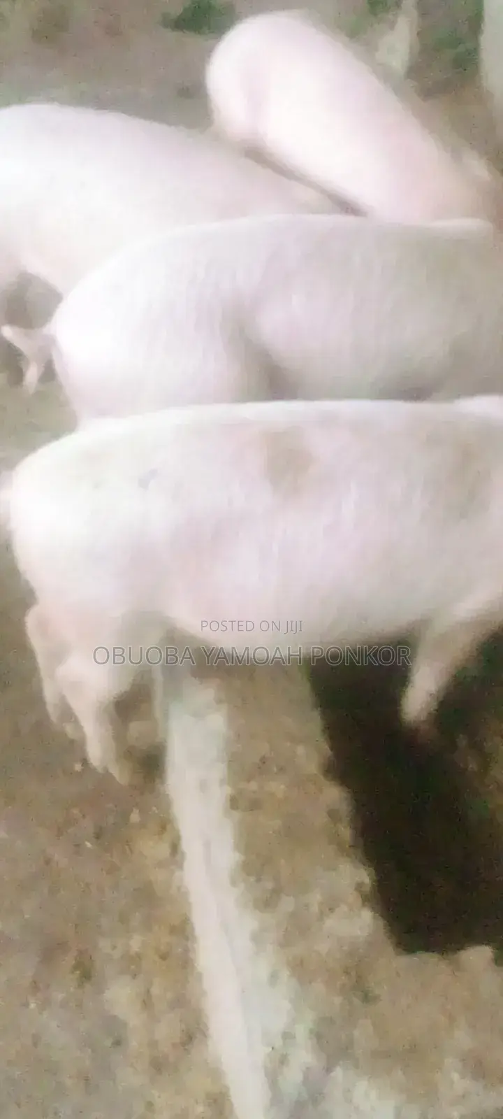 Obuoba Y.P Farms