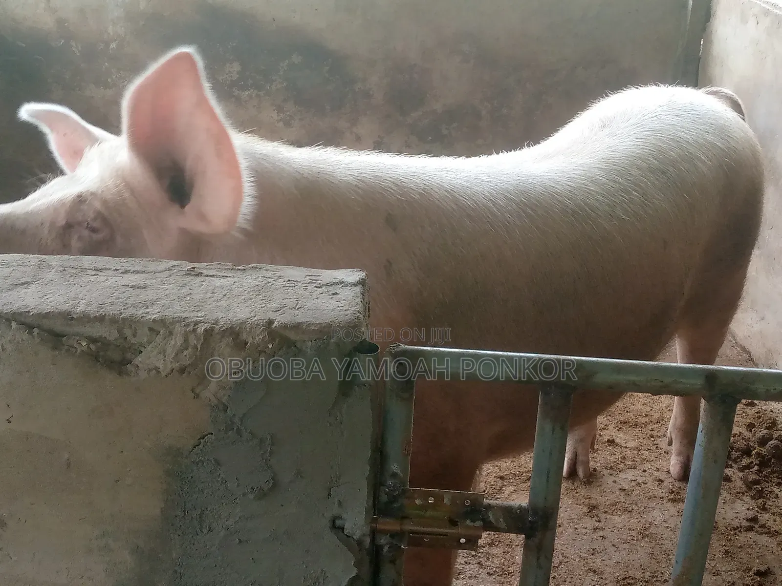 Obuoba Y.P Farms