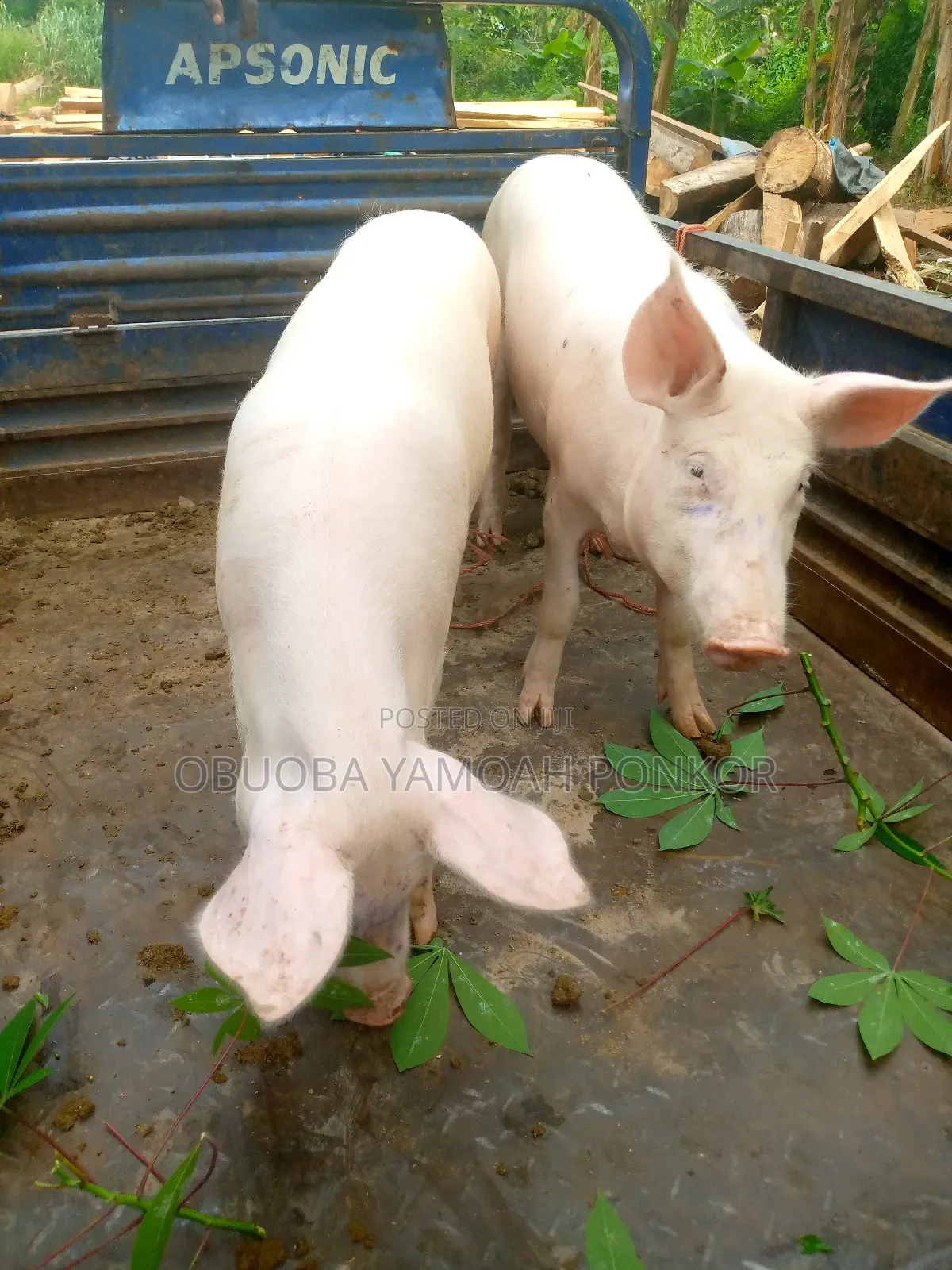 Obuoba Y.P Farms