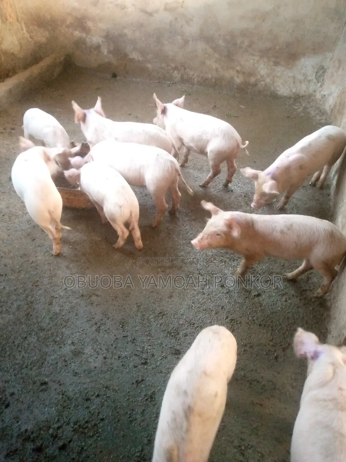 Obuoba Y.P Farms