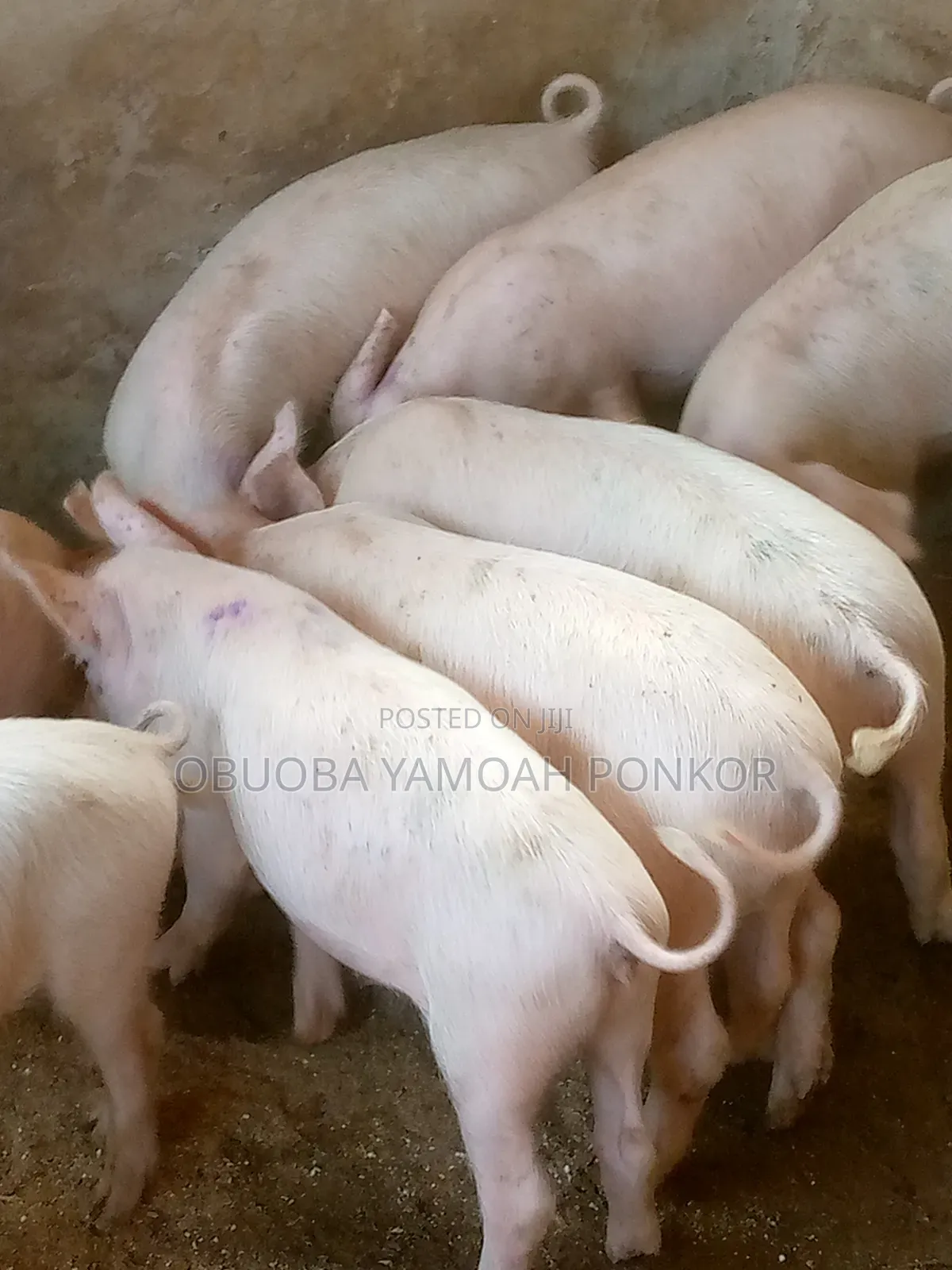 Obuoba Y.P Farms