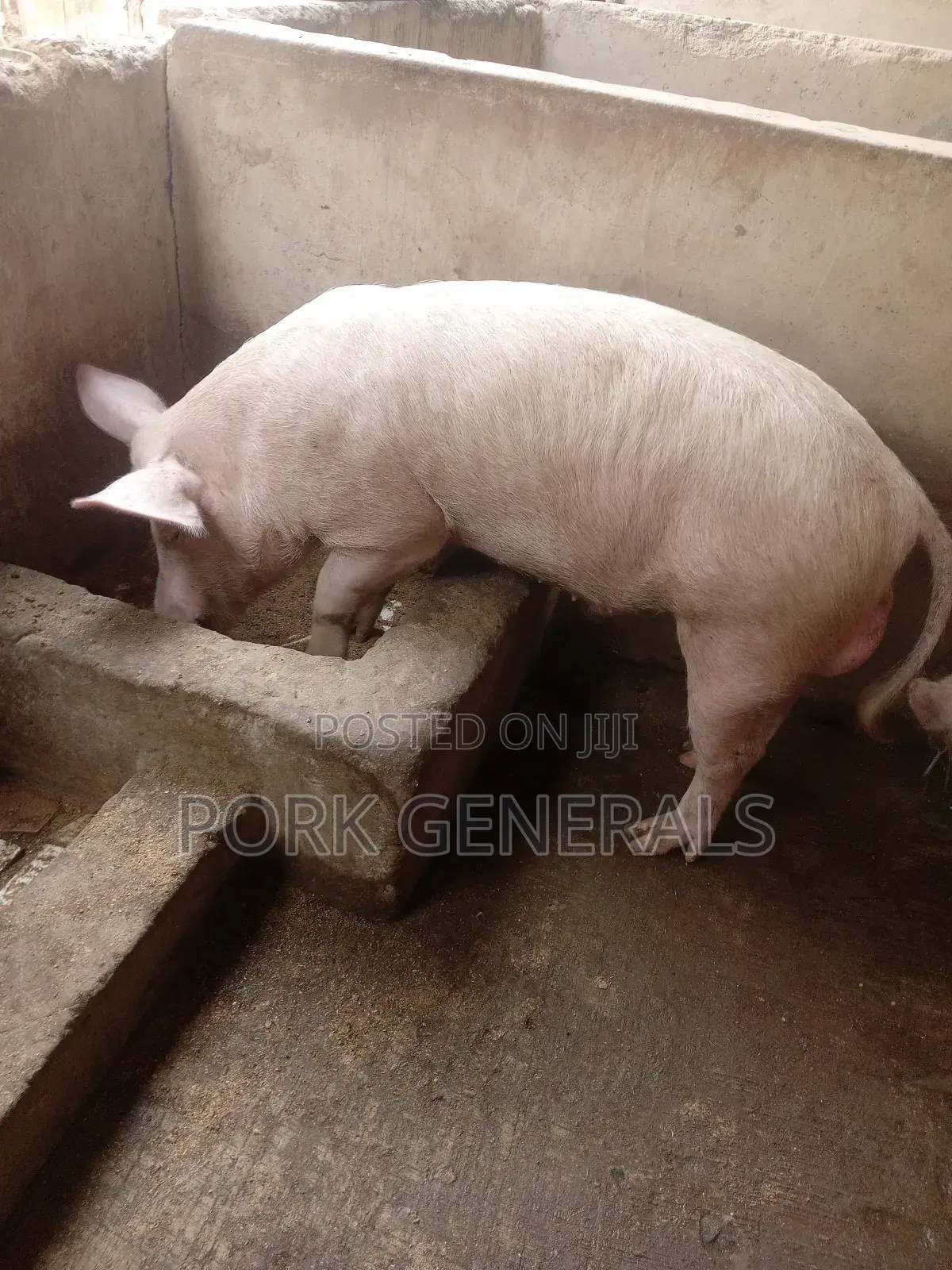 Healthy Pigs for Sale 10-120kgs