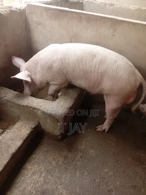 Healthy Pigs for Sale 10-116kgs