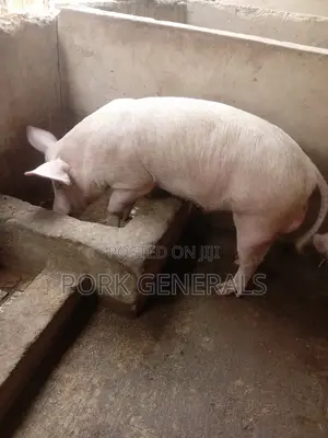 Healthy Pigs for Sale 10-120kgs