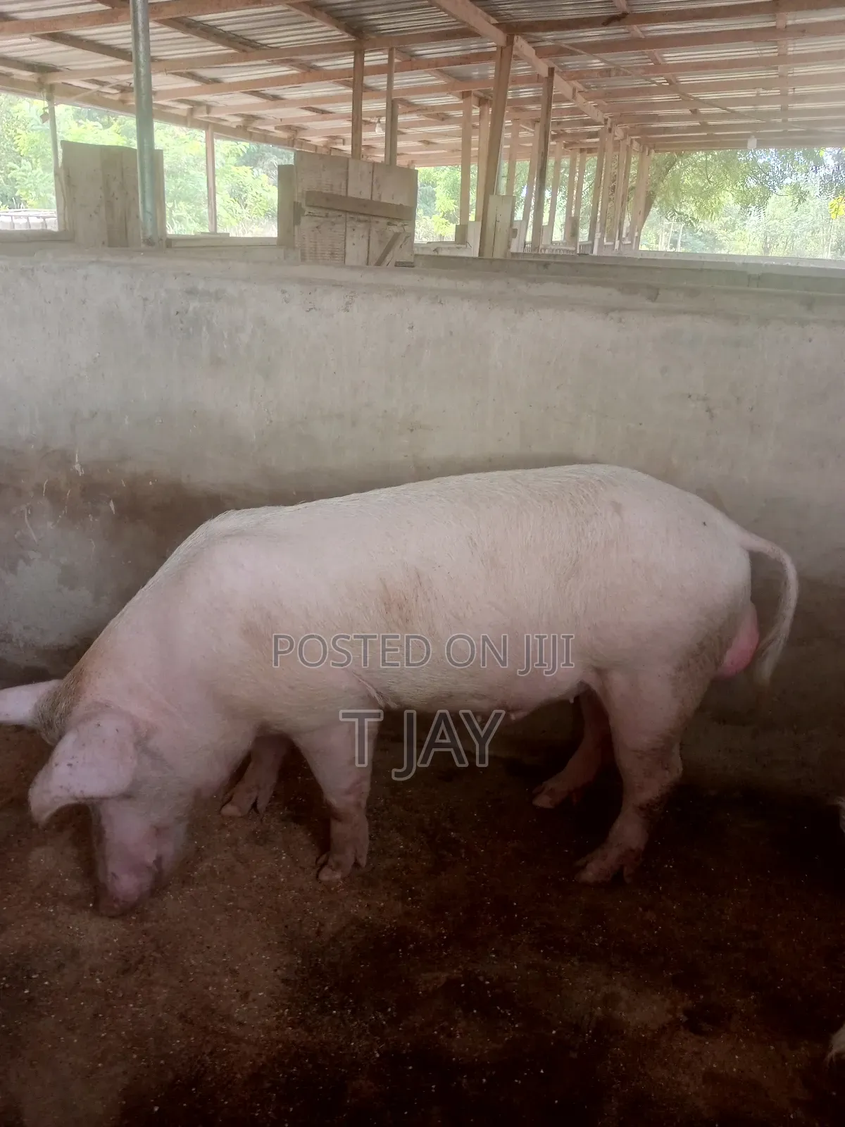 Healthy Pigs for Sale 10-116kgs