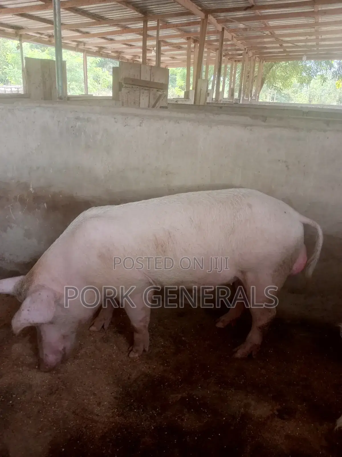 Healthy Pigs for Sale 10-120kgs