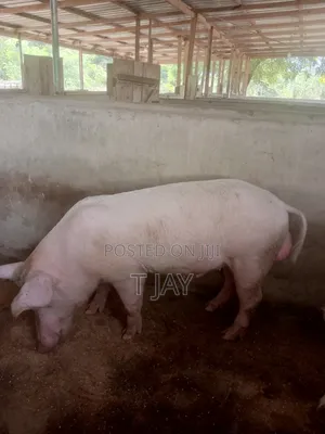 Healthy Pigs for Sale 10-116kgs