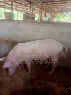 Healthy Pigs for Sale 10-120kgs