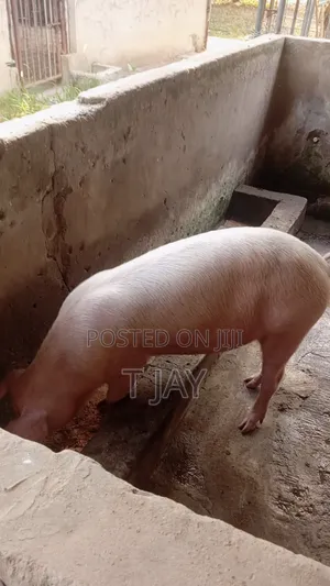Healthy Pigs for Sale 10-116kgs