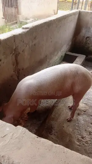 Healthy Pigs for Sale 10-120kgs