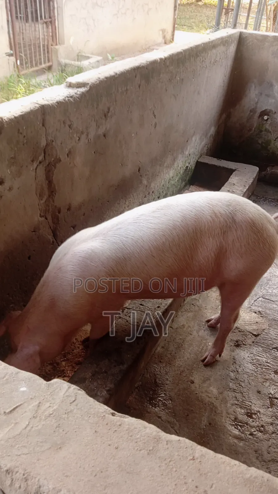 Healthy Pigs for Sale 10-116kgs