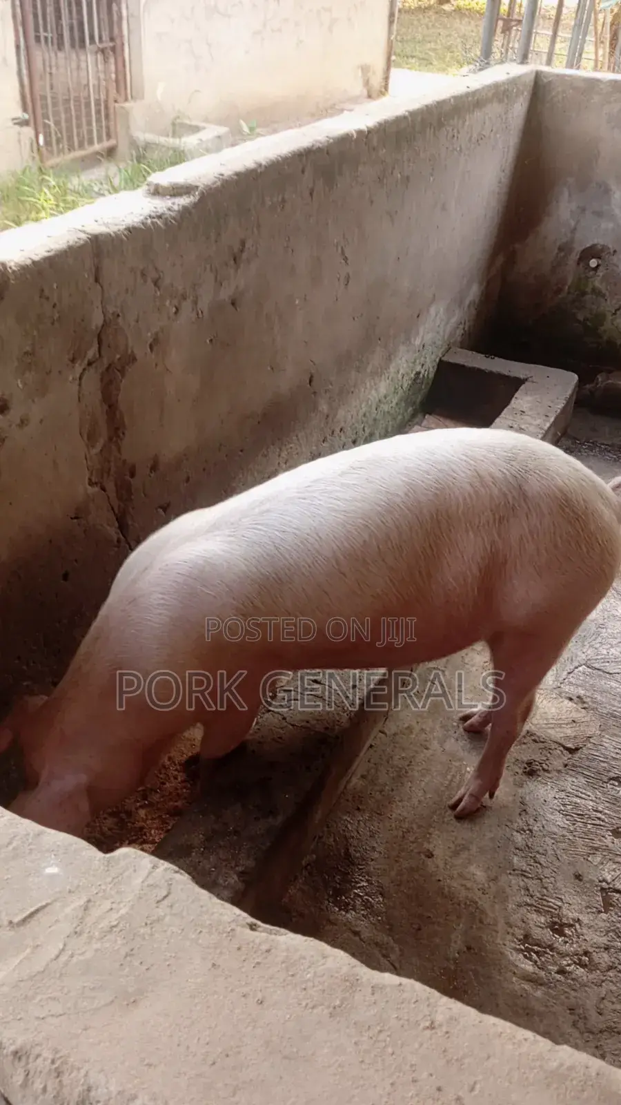 Healthy Pigs for Sale 10-120kgs
