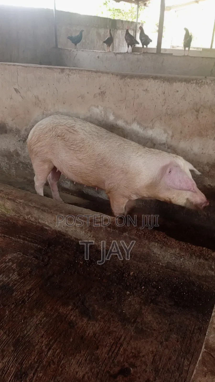 Healthy Pigs for Sale 10-116kgs