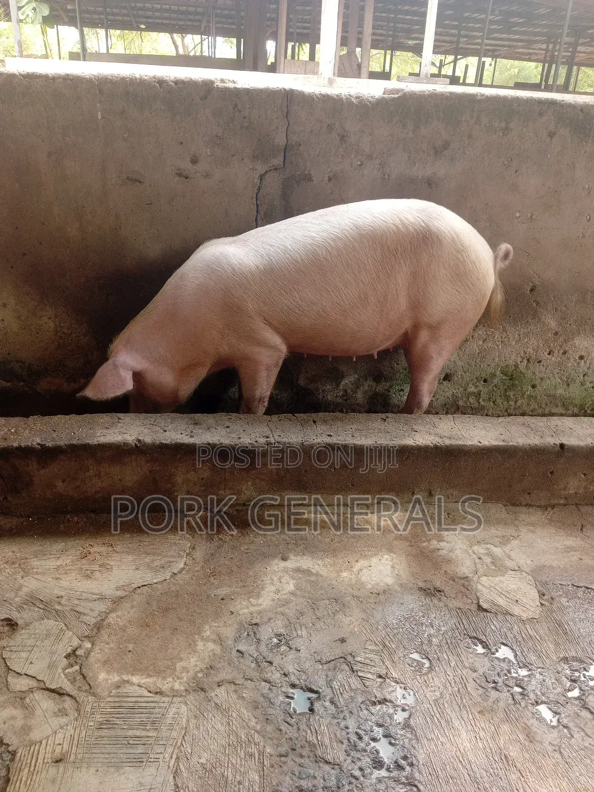 Healthy Pigs for Sale 10-120kgs