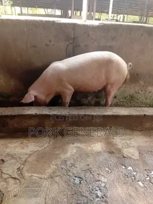 Healthy Pigs for Sale 10-130kgs