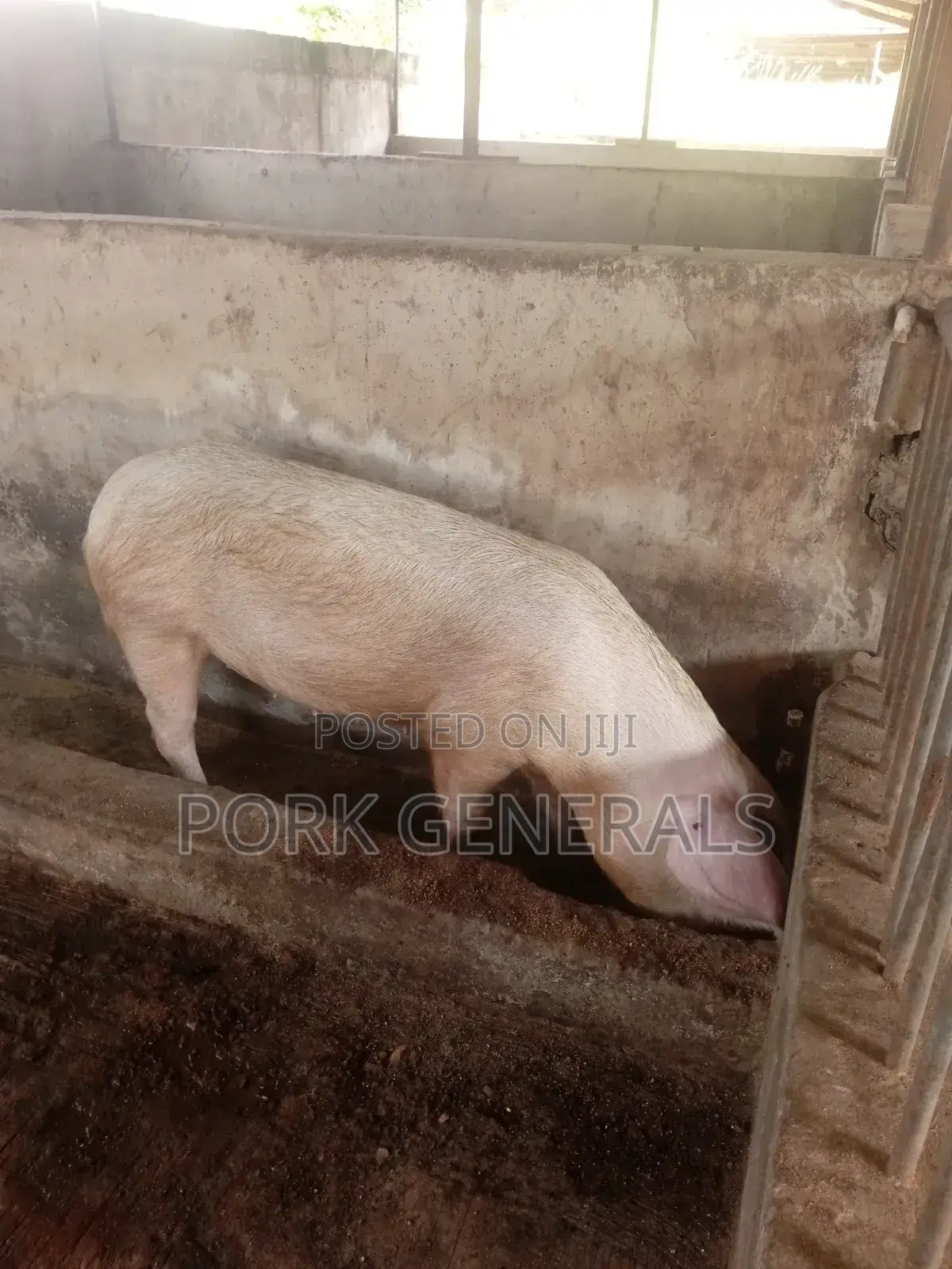 Healthy Pigs for Sale 10-120kgs
