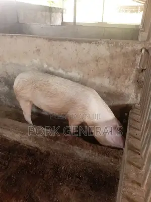 Healthy Pigs for Sale 10-120kgs