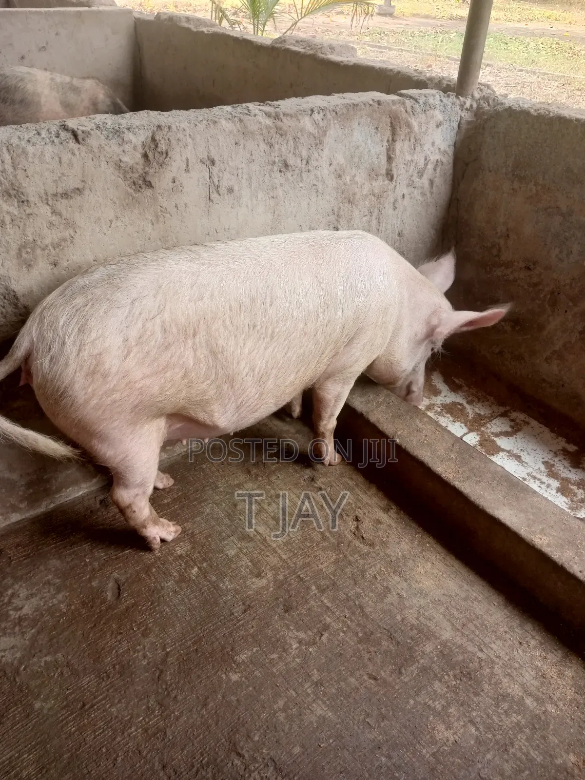 Healthy Pigs for Sale 10-116kgs