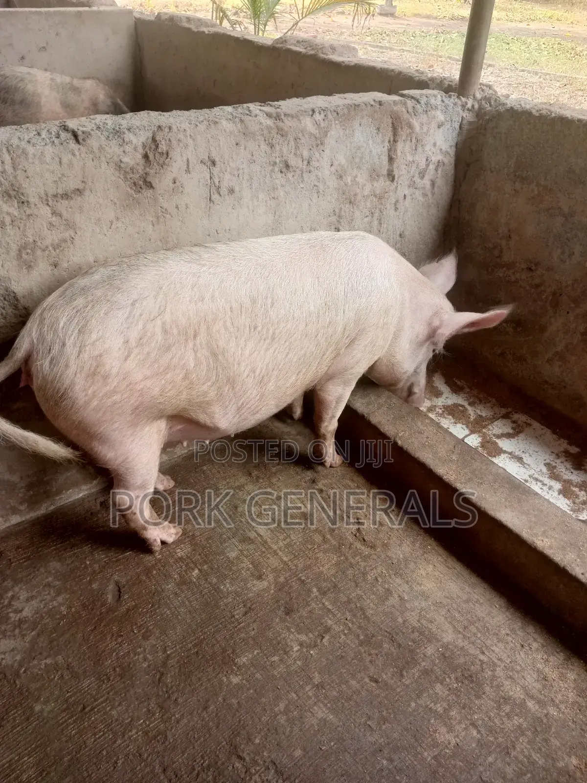 Healthy Pigs for Sale 10-120kgs