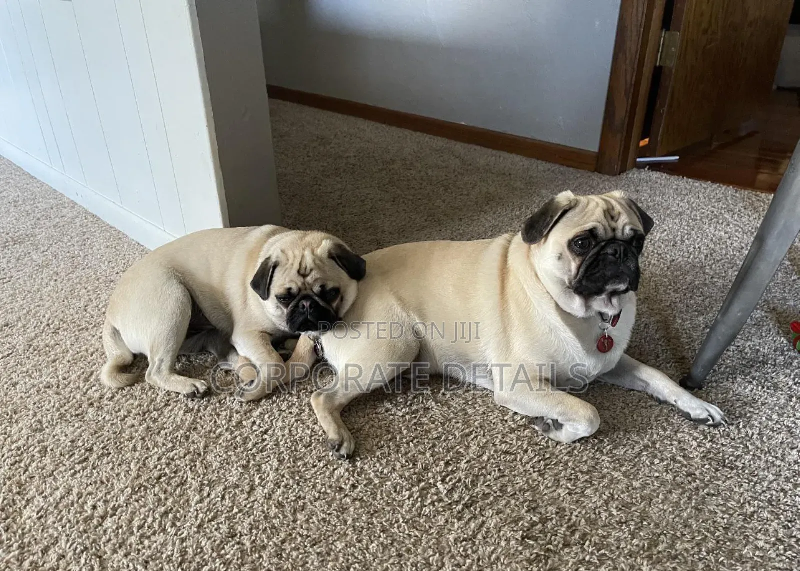 1-3 months Female Purebred Pug