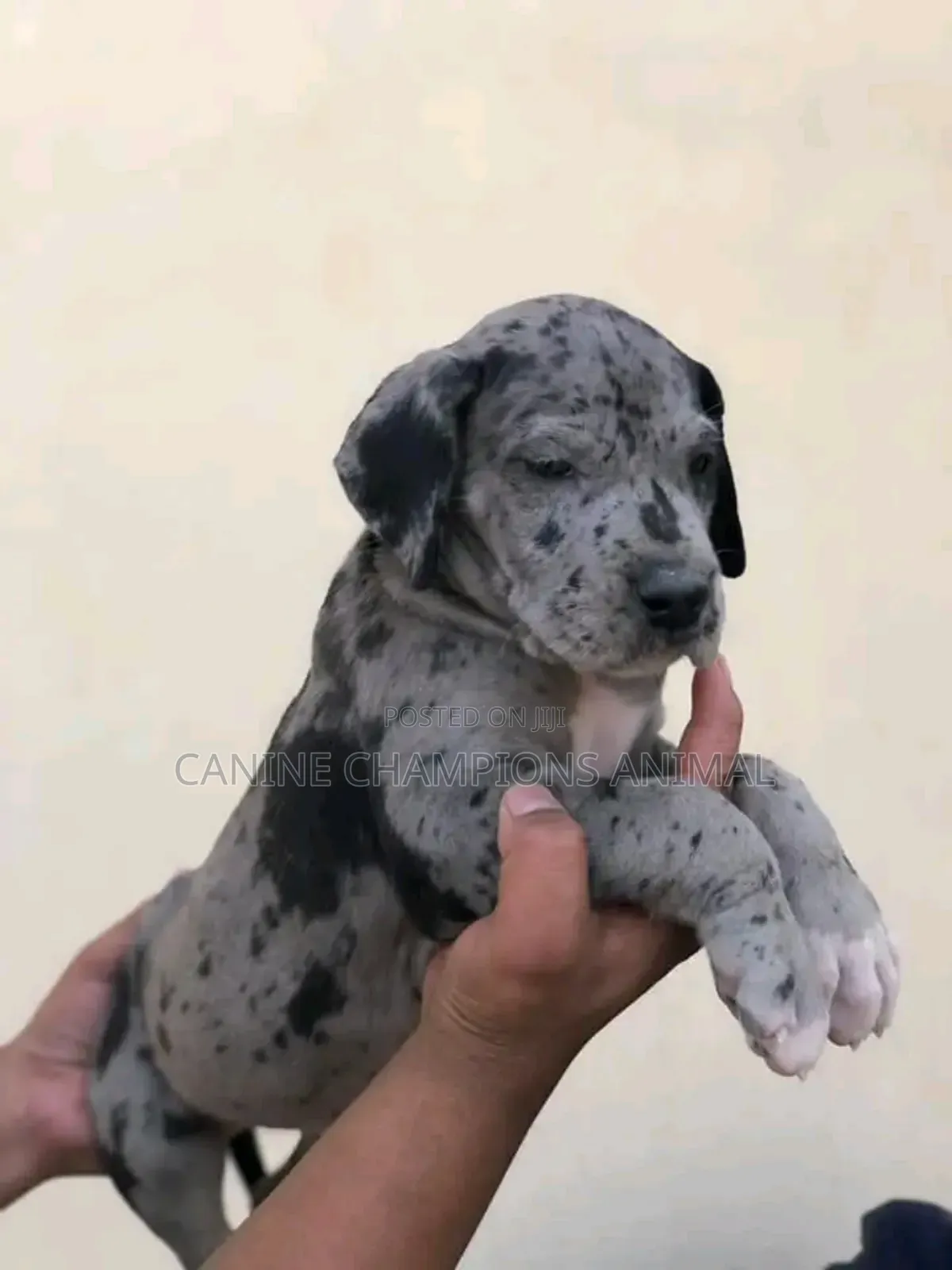 1-3 months Male Purebred Great Dane