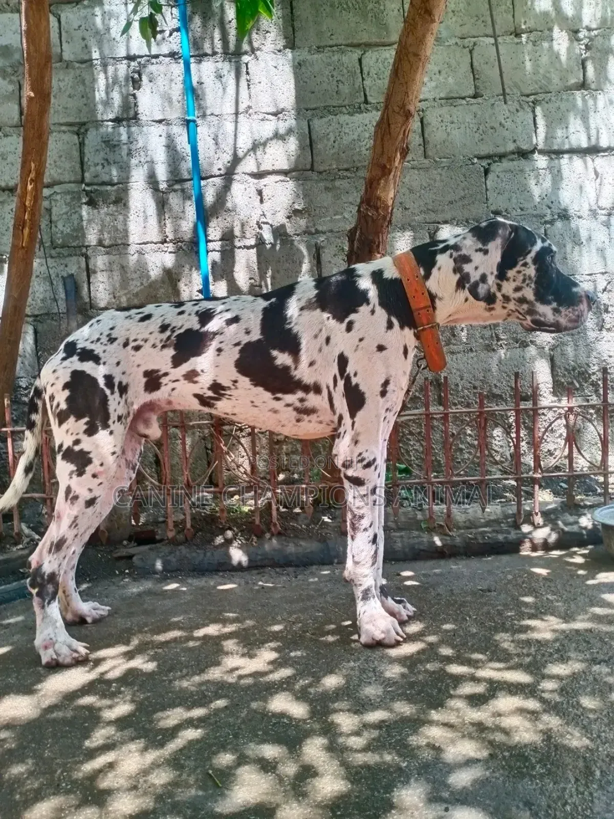 1-3 months Male Purebred Great Dane