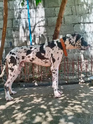 1-3 months Male Purebred Great Dane