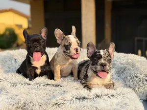 1-3 months Female Purebred French Bulldog