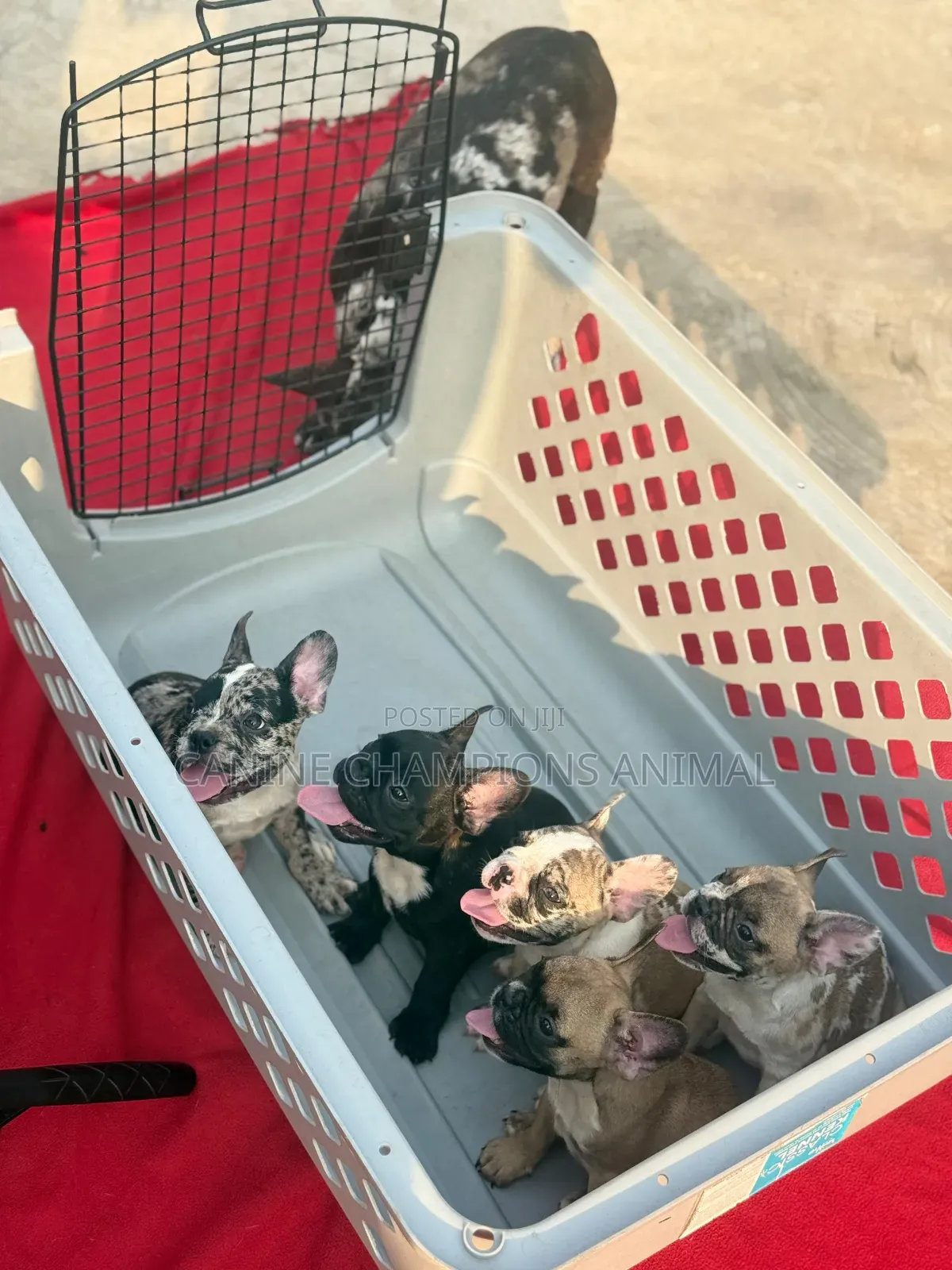1-3 months Female Purebred French Bulldog