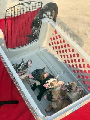 1-3 months Female Purebred French Bulldog