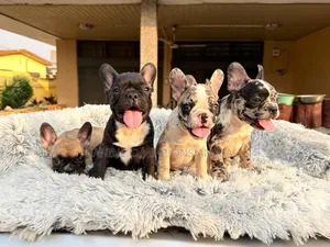 1-3 months Female Purebred French Bulldog
