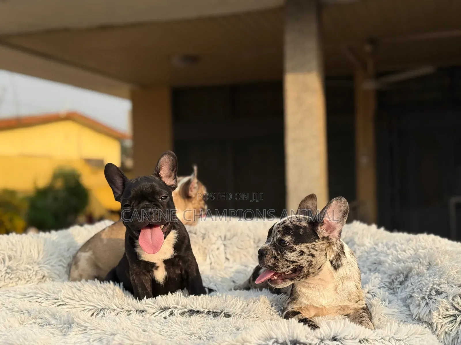 1-3 months Female Purebred French Bulldog