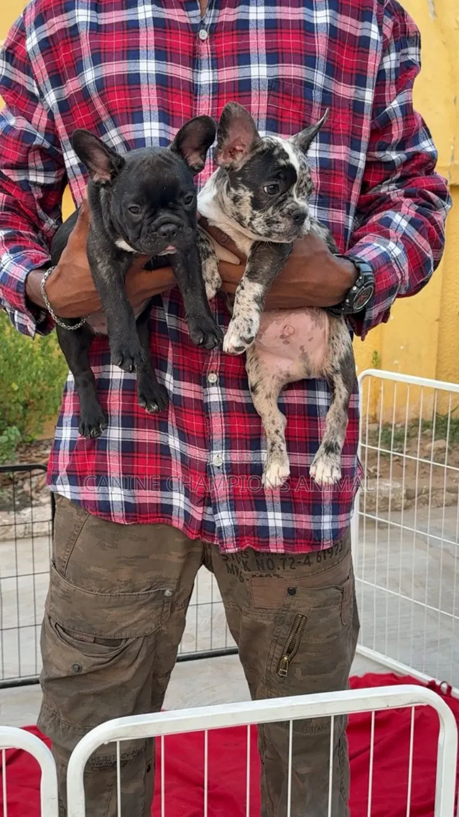 1-3 months Female Purebred French Bulldog