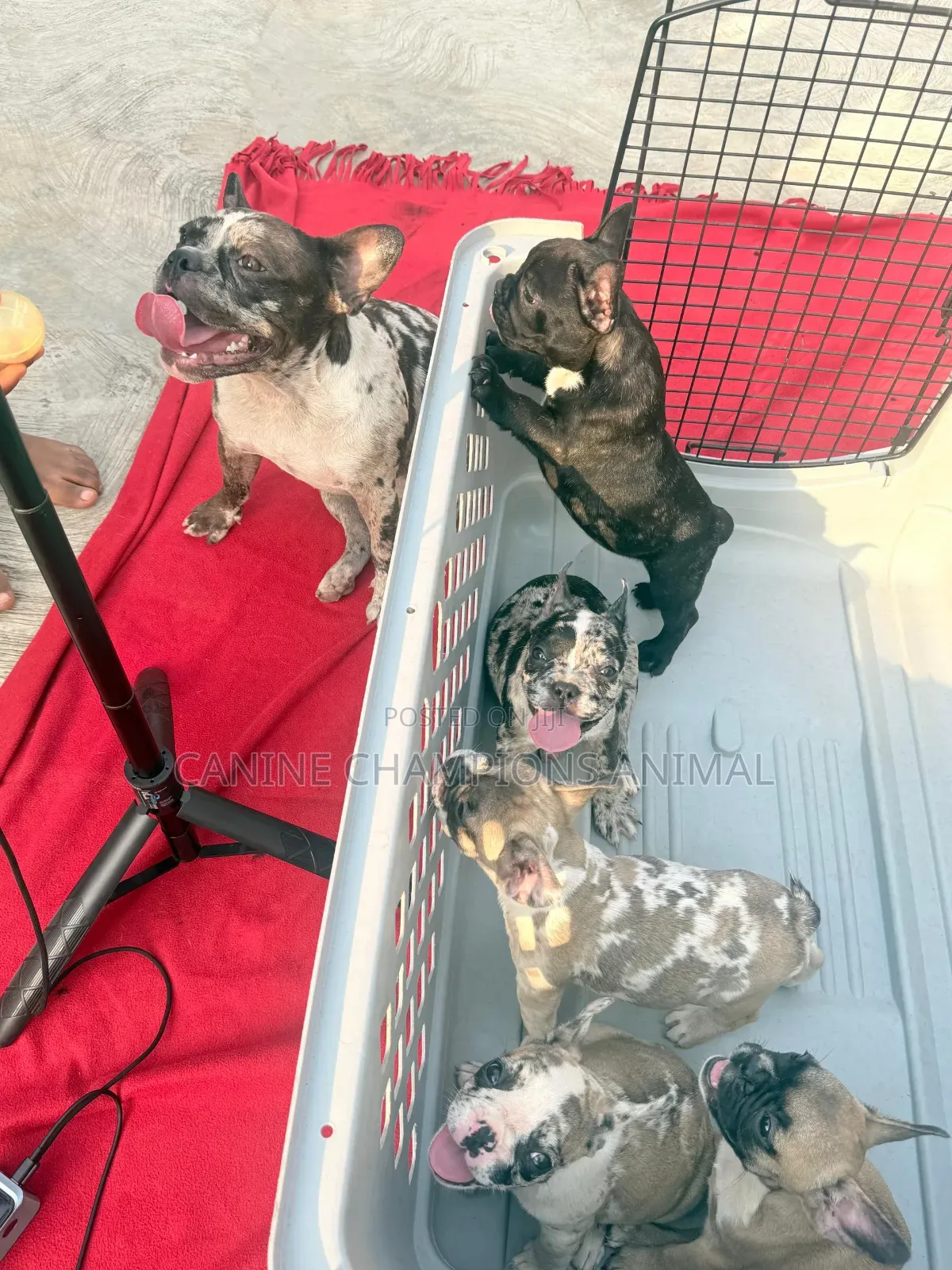 1-3 months Female Purebred French Bulldog