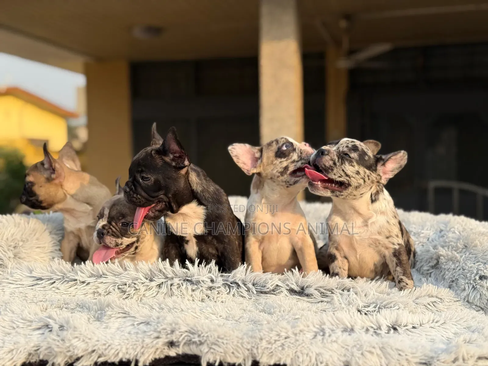 1-3 months Female Purebred French Bulldog