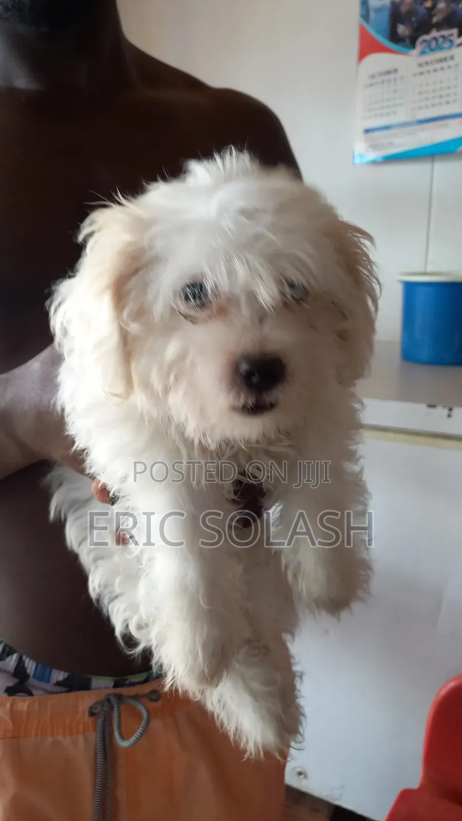 1-3 months Male Purebred Maltese