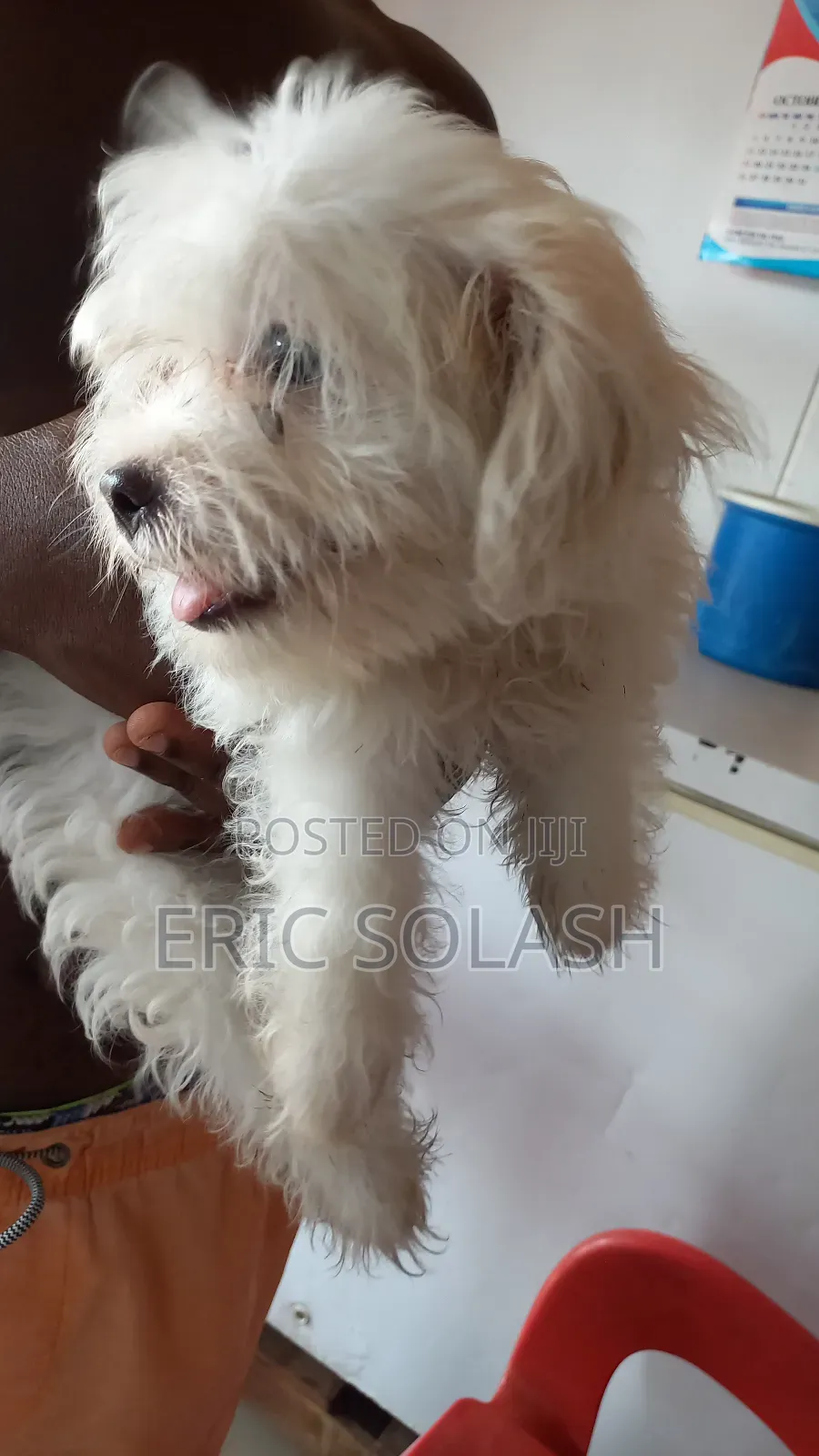 1-3 months Male Purebred Maltese
