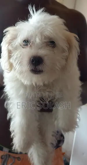 1-3 months Male Purebred Maltese
