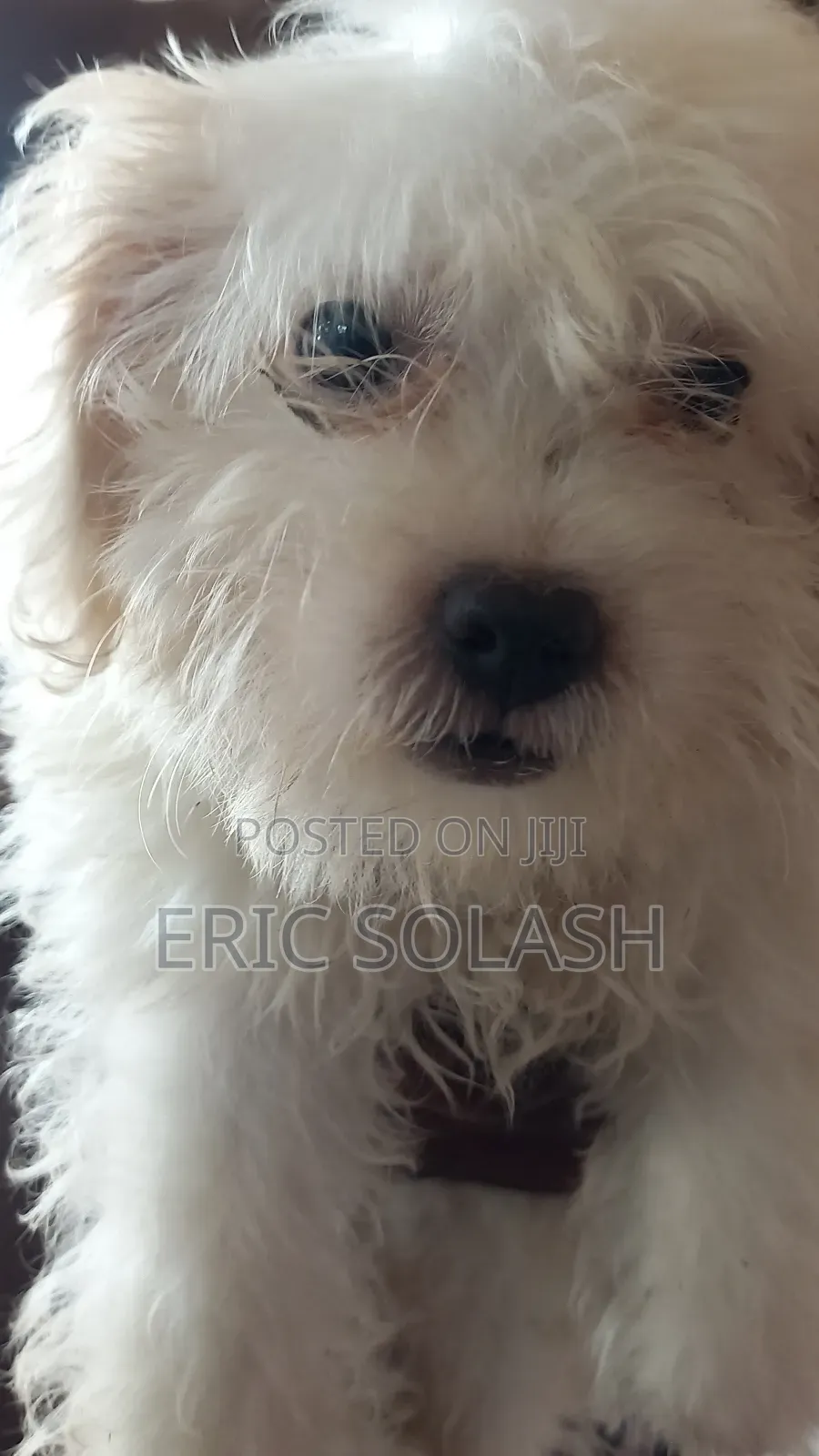 1-3 months Male Purebred Maltese