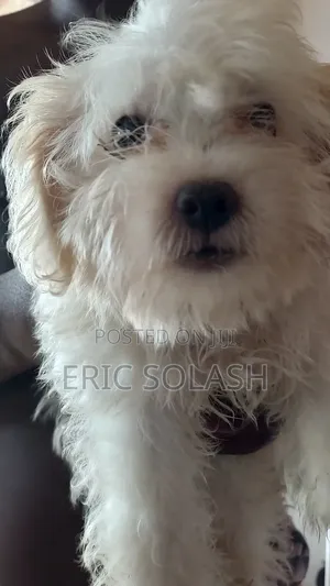 1-3 months Male Purebred Maltese