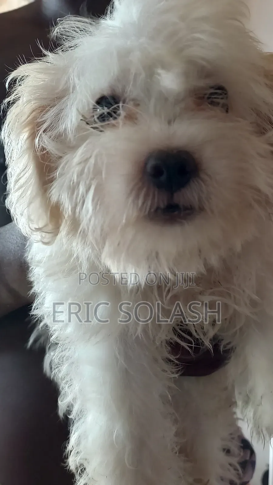 1-3 months Male Purebred Maltese